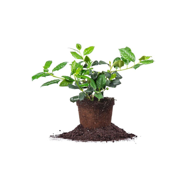 1-Gallon PERFECT PLANTS Nellie Stevens Holly Tree
