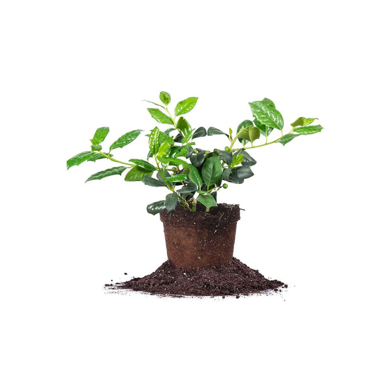 1-Gallon PERFECT PLANTS Nellie Stevens Holly Tree
