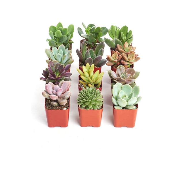 Pack of 12 Unique Succulent Plant Pack Collection