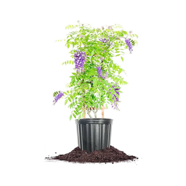 PERFECT PLANTS Amethyst Falls Wisteria Vine 3 Gallon