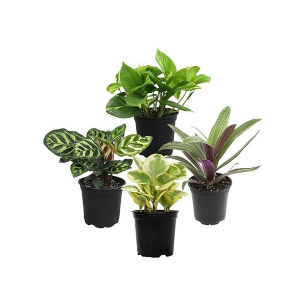 4-Pack Essential Live Houseplant Collection