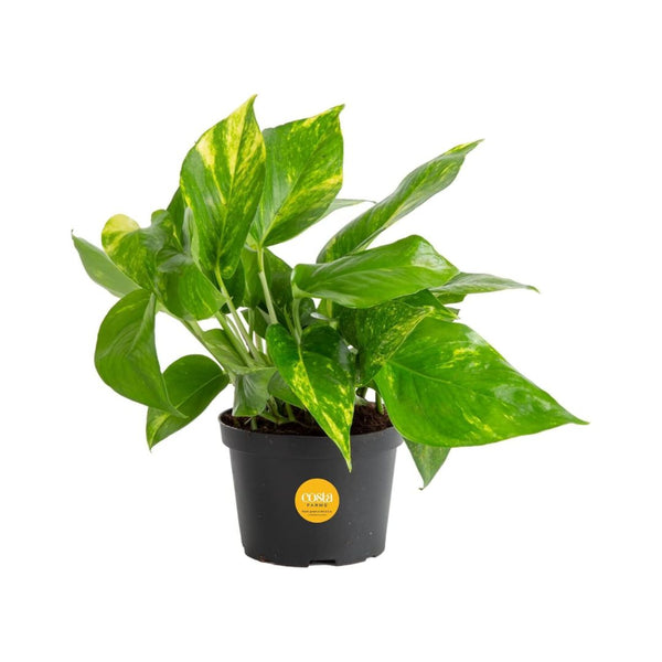 Costa Farms Golden Pothos Live Plant