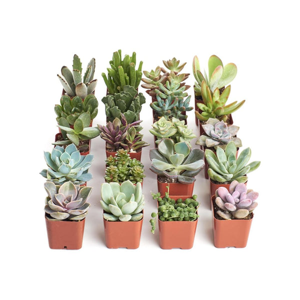 Pack of 20 Shop Succulents Unique Succulent Plant