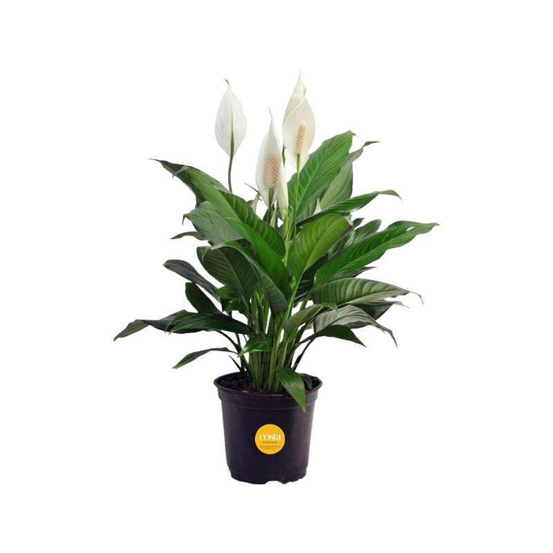 Costa Farms Peace Lily Live Indoor Plant with Flowers