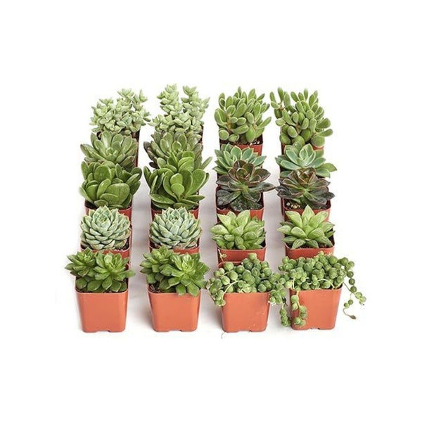 Pack of 20 Verde Succulent Plant