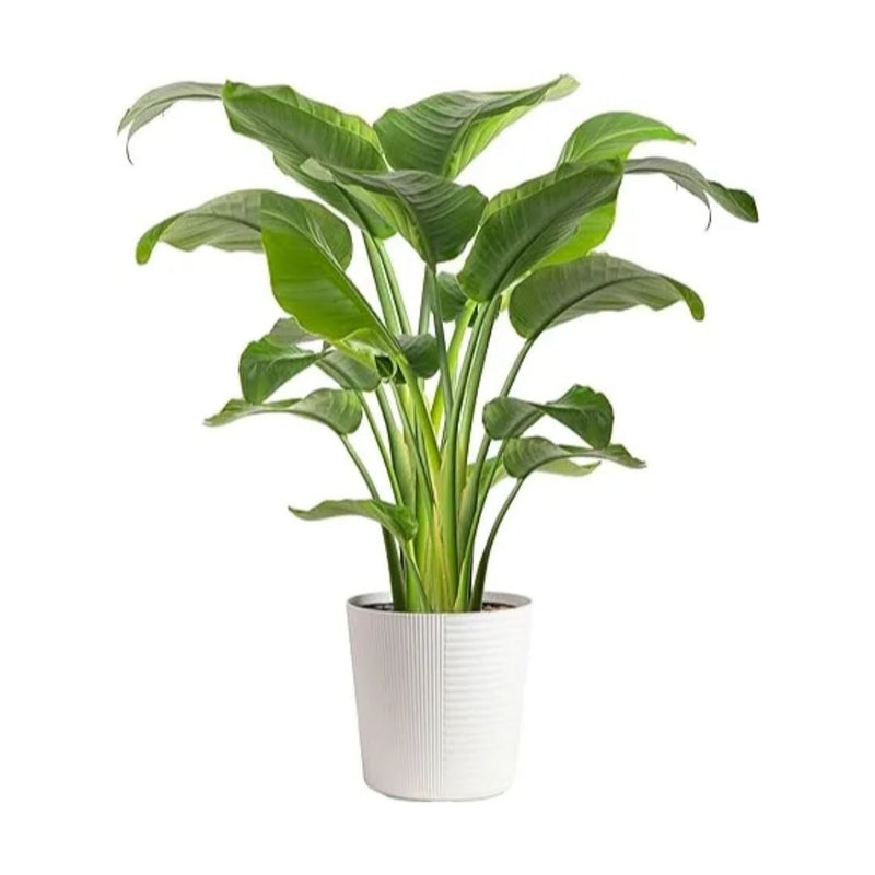 Live Houseplant in Indoor Garden Plant Pot
