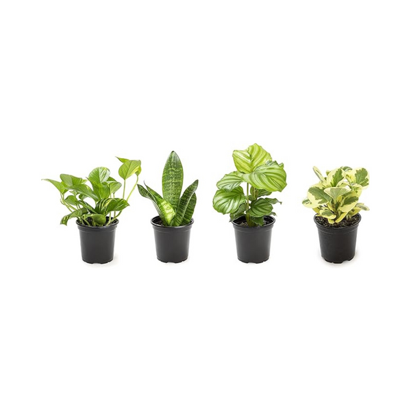 4-Pack Essential Houseplant Collection Live Indoor Plants