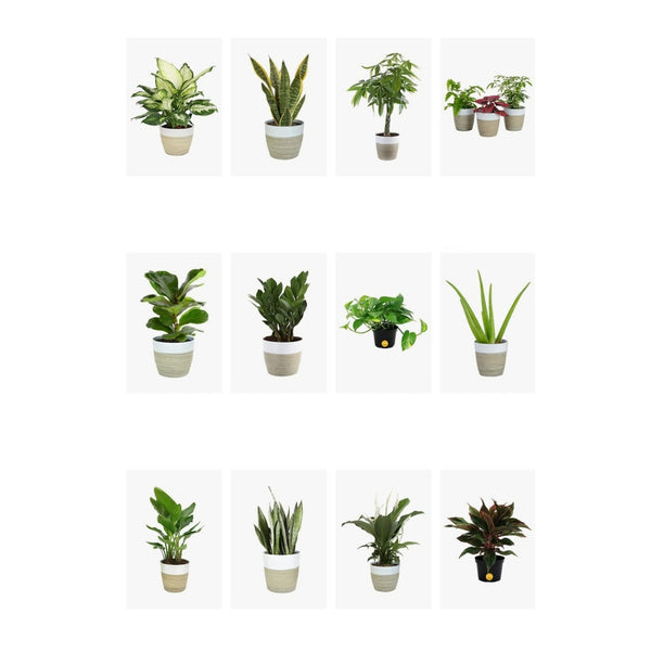 Save On Costa Farms Live Plants